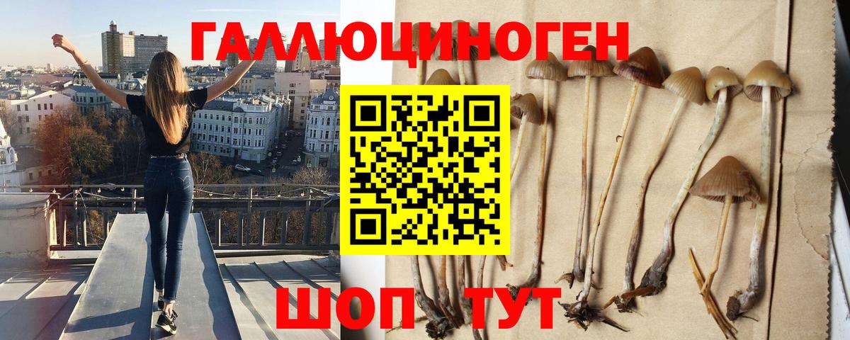 Псилоцибиновые грибы Cubensis Великий Устюг
